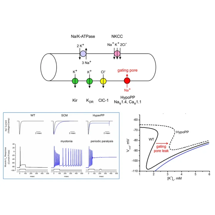 Schematic diagram showing the ion channels, pumps, and transporters of a simulated muscle fiber.