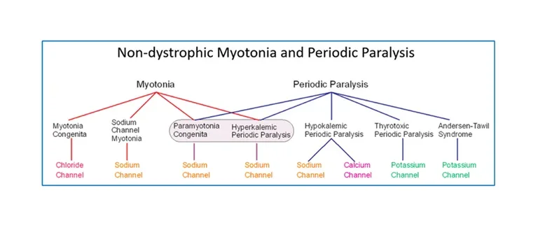 Ion channelopathies of skeletal muscle