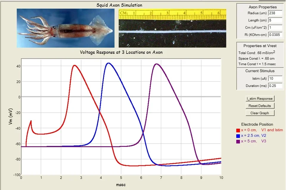 Action potential propagation in  a simulated squid axon.